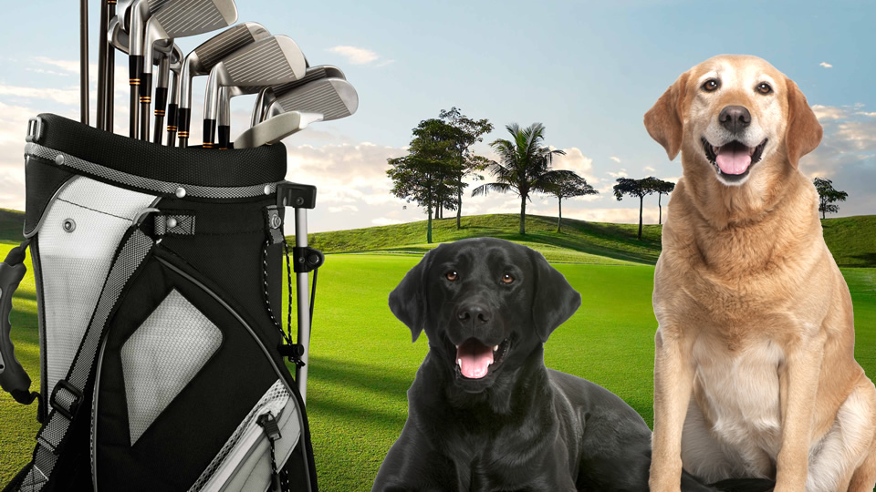 Startseite Golf Mit Hunden Eine Gemeinsame Golfrunde Mit Ihrem Besten Freund